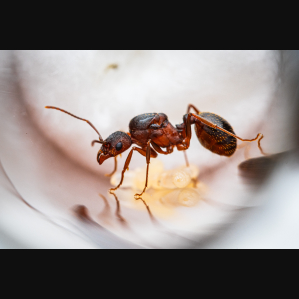 An Aphaenogaster treatae queen.