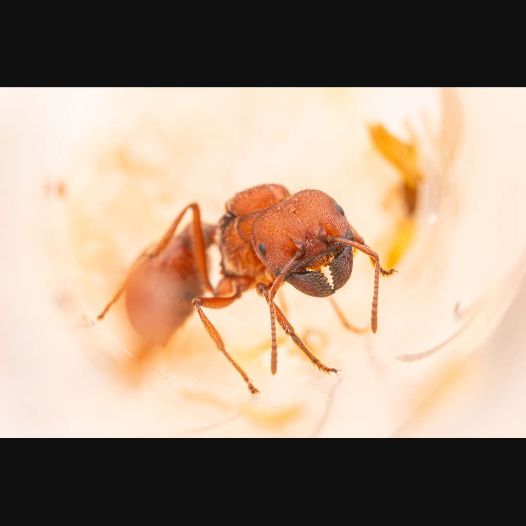 A Pogonomyrmex badius queen.