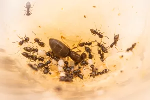 A small Brachymyrmex patagonicus colony.