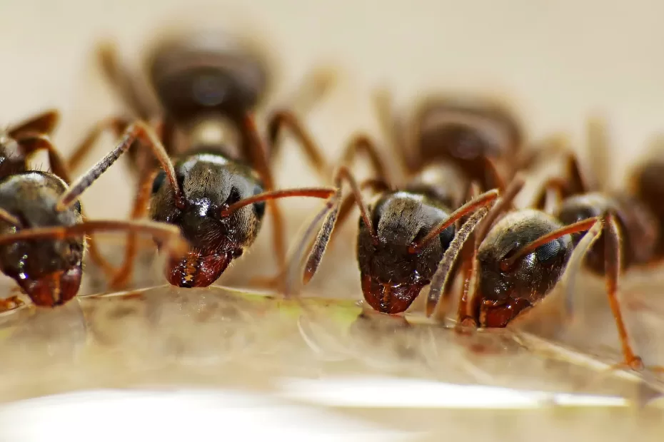 Lasius workers taking a drink. Photo courtesy of gamagapix on Pixabay.