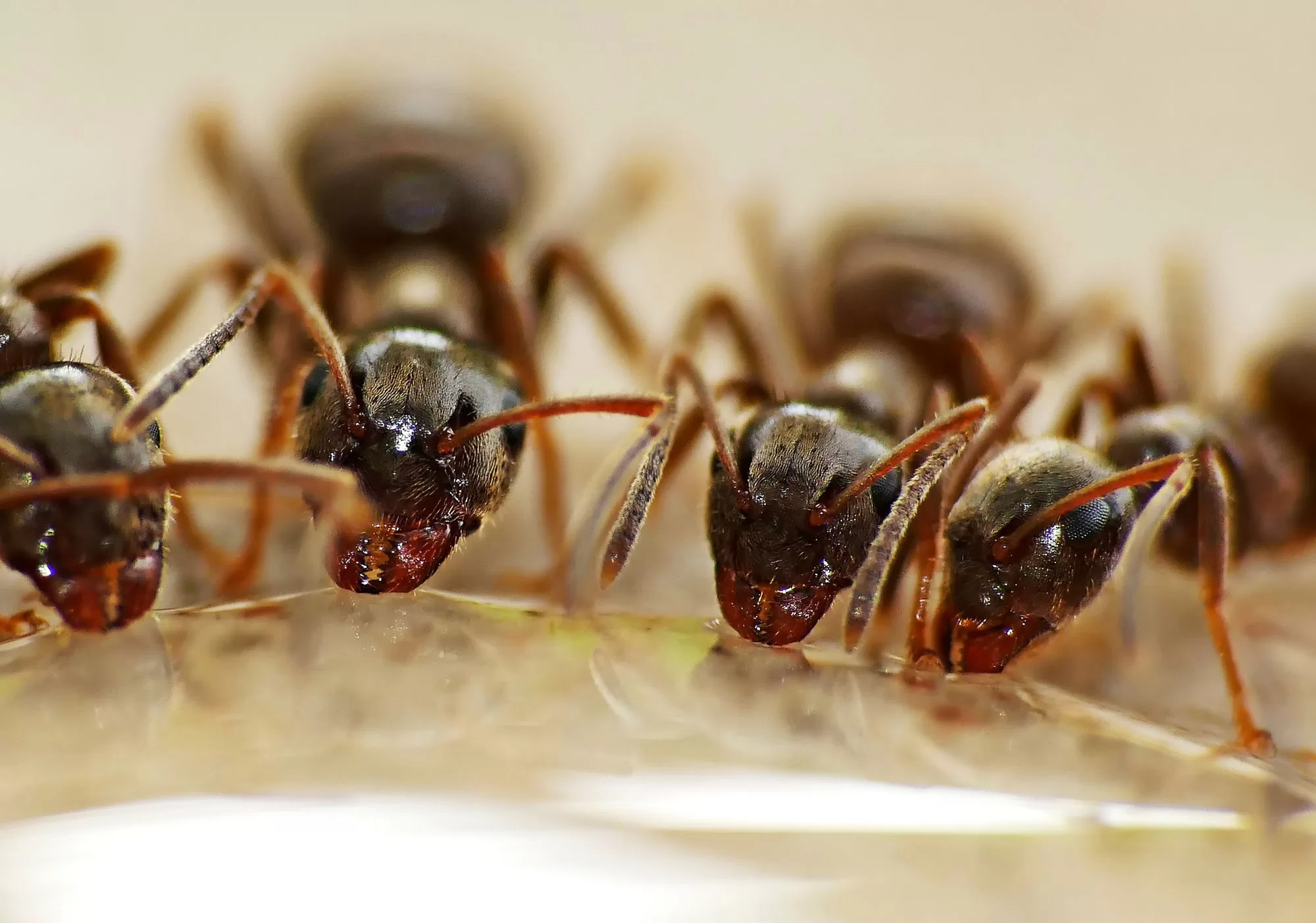 Lasius workers taking a drink. Photo courtesy of gamagapix on Pixabay.