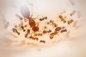 A Pheidole bicarinata colony with a major worker.