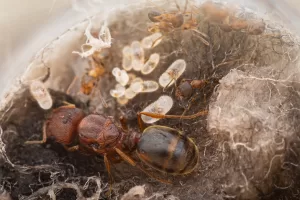 A founding colony of Pheidole pilifera.