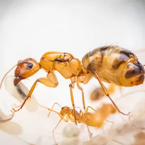 A Camponotus fragilis queen.