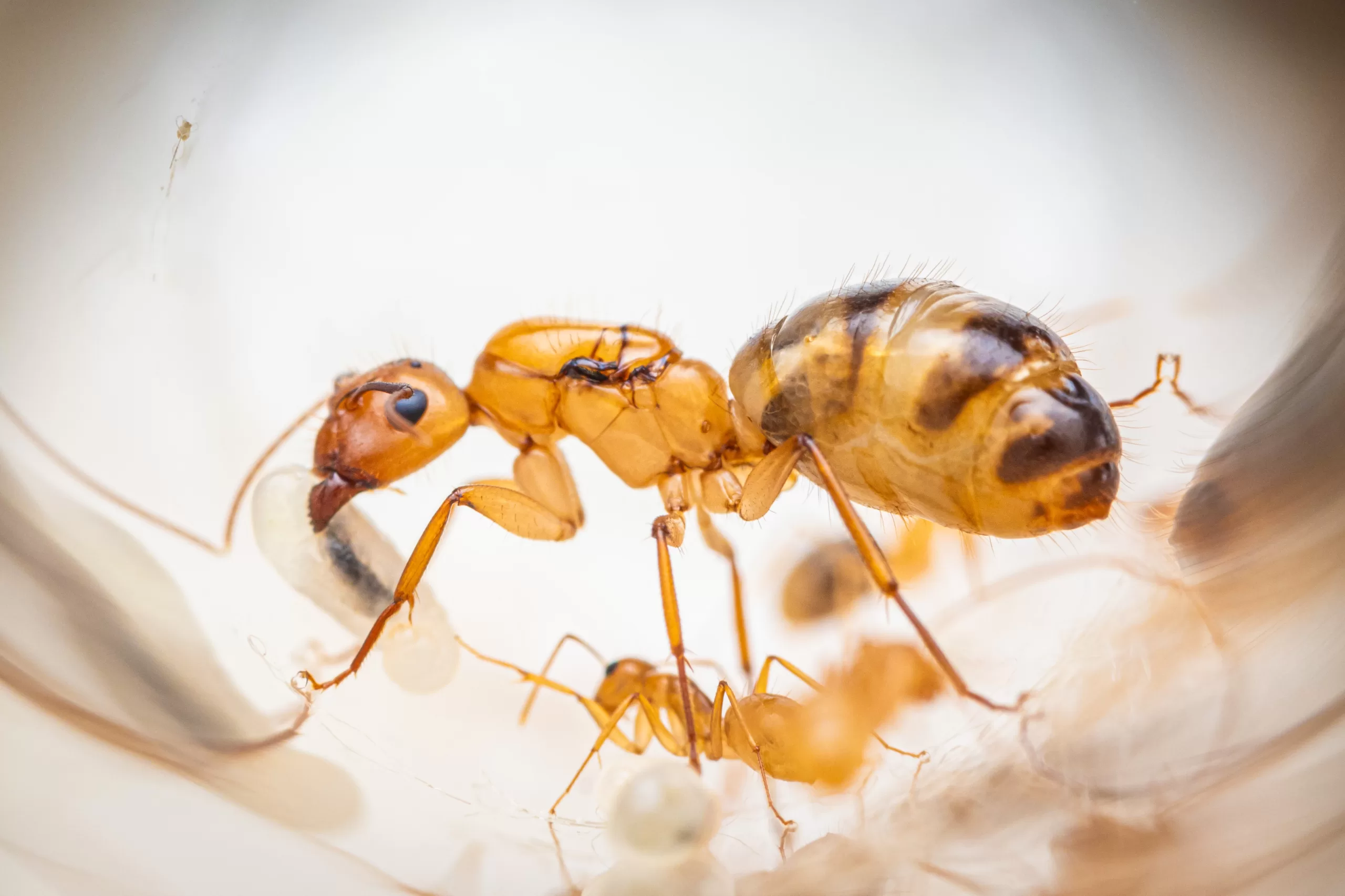 A Camponotus fragilis queen.