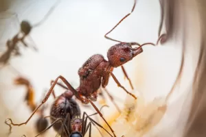 A Novomessor albisetosus queen.