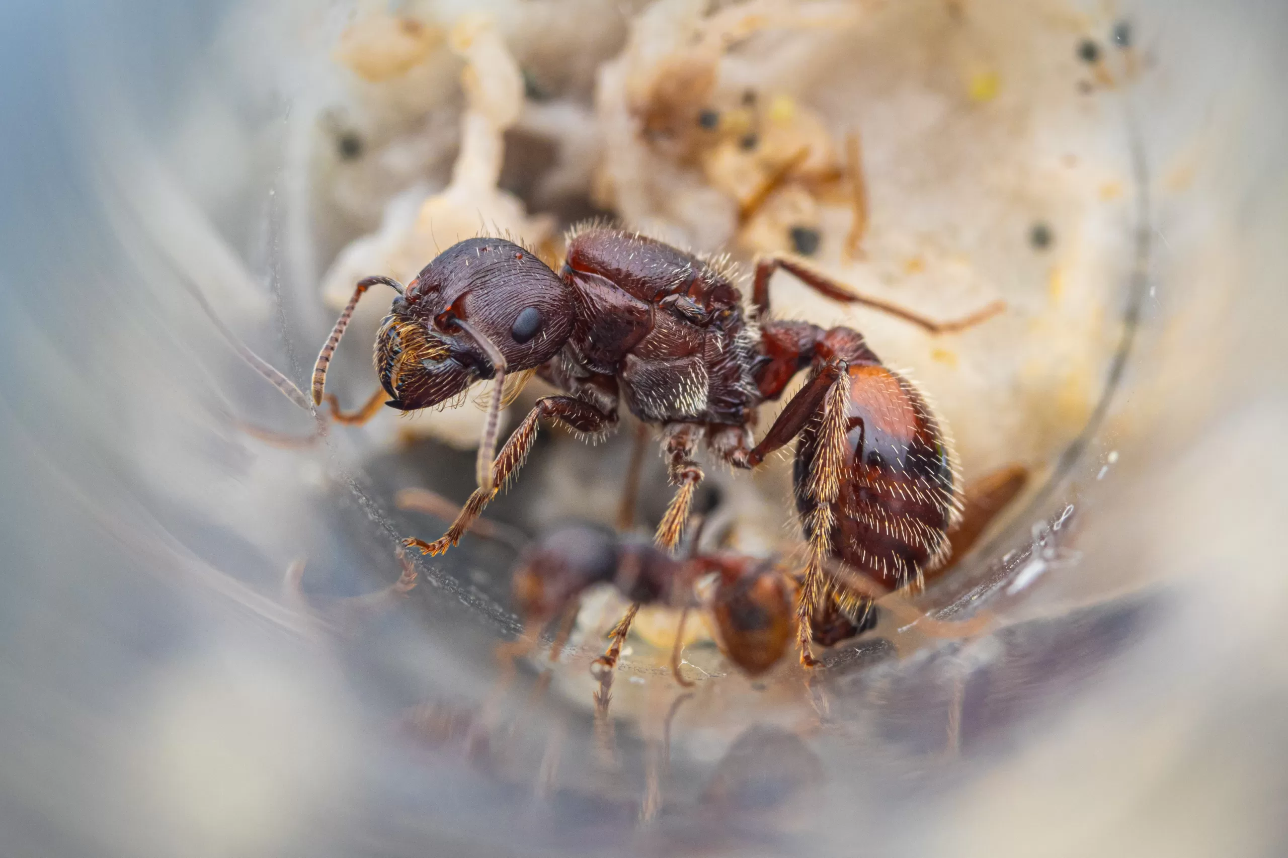 A young colony of Pogonomyrmex rugosus.