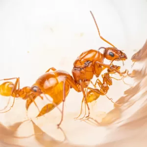 Formica pallidefulva