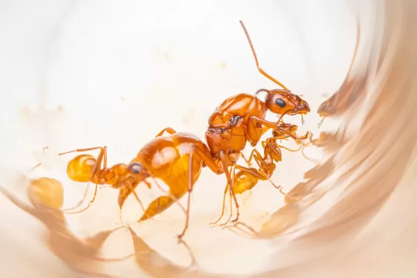 Formica pallidefulva