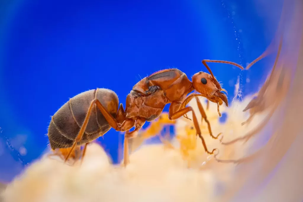 A Myrmecocystus kennedyi queen.