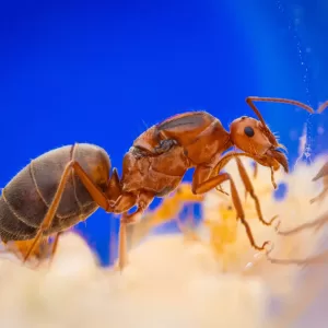 A Myrmecocystus kennedyi queen.