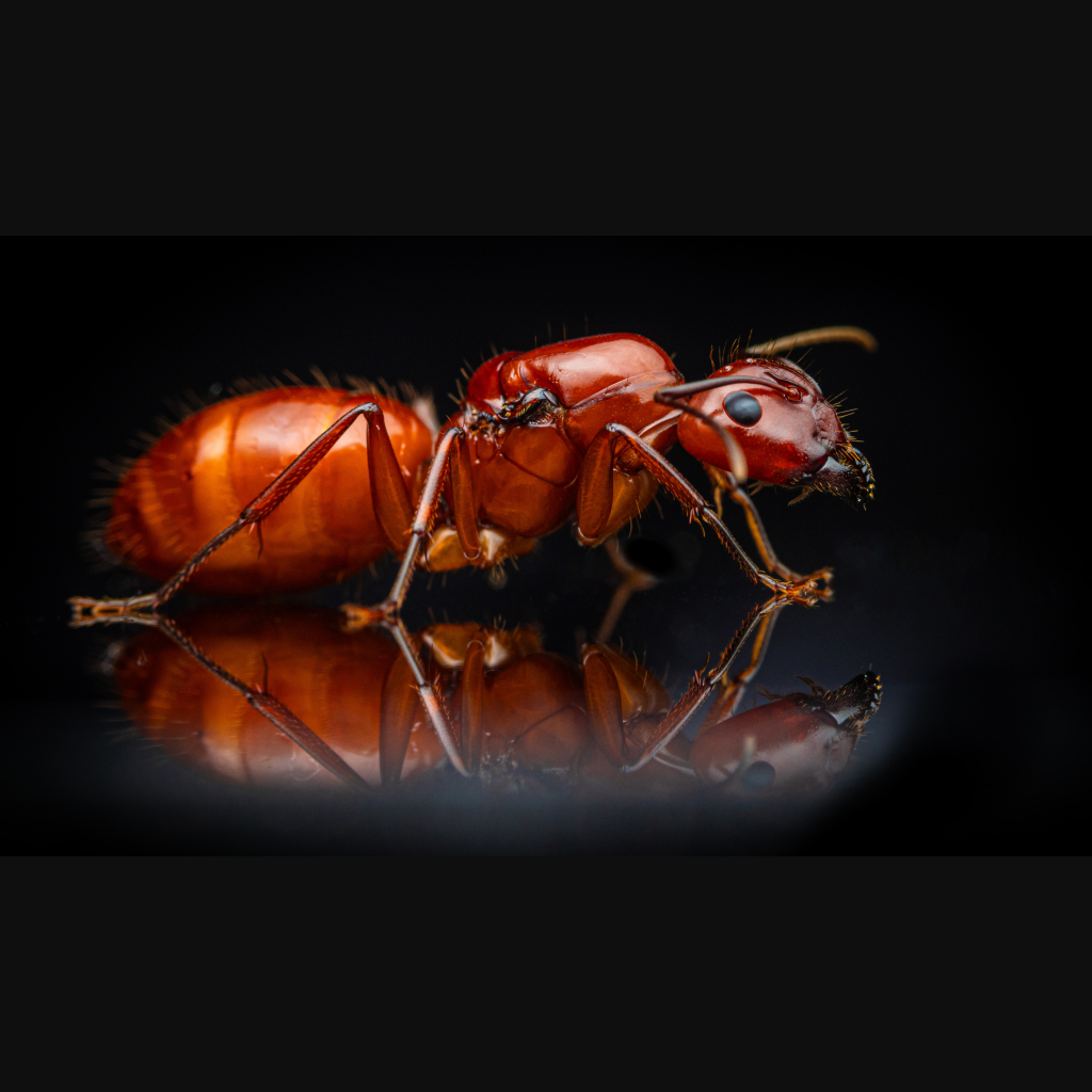 A Camponotus castaneus queen.