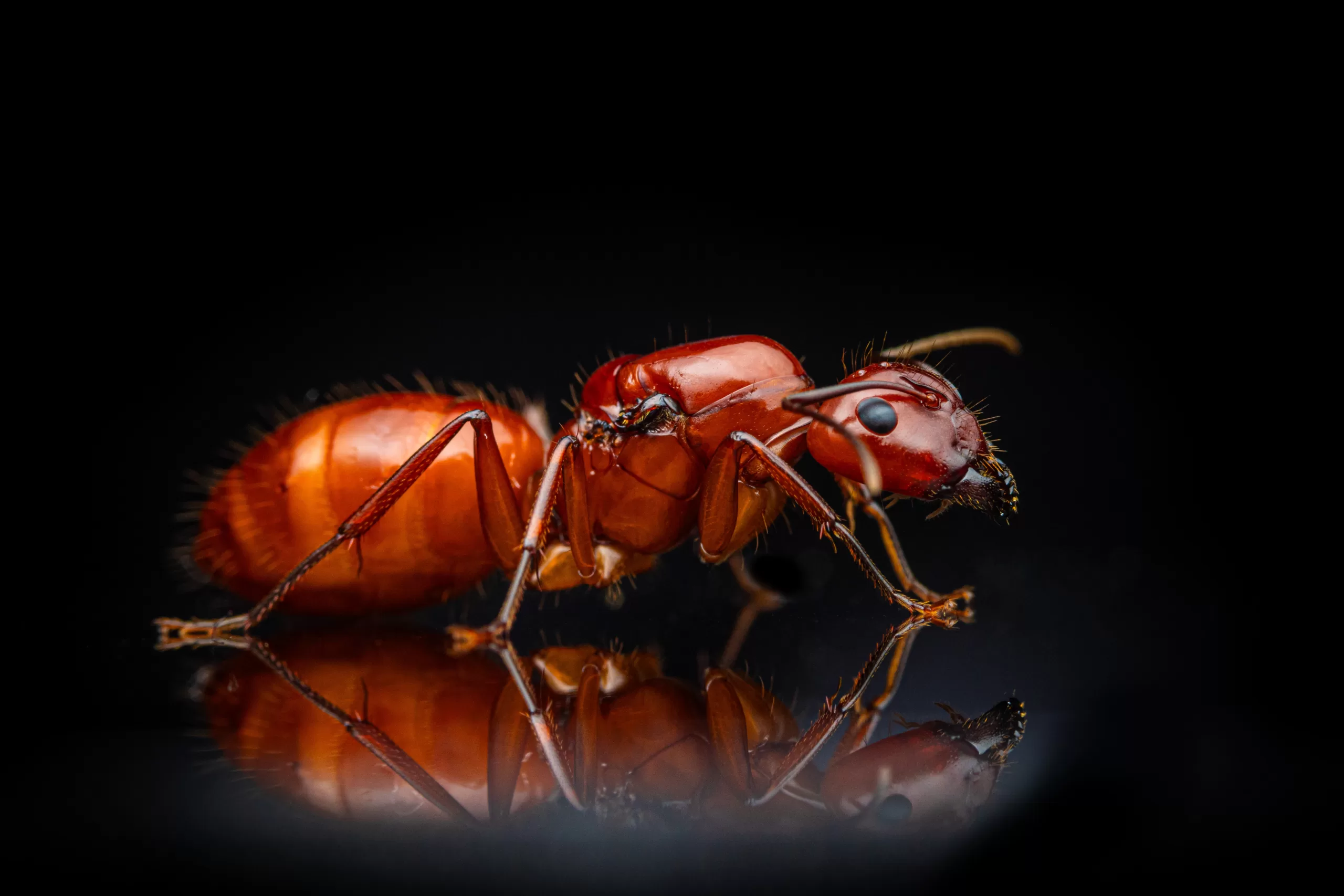 A Camponotus castaneus queen.