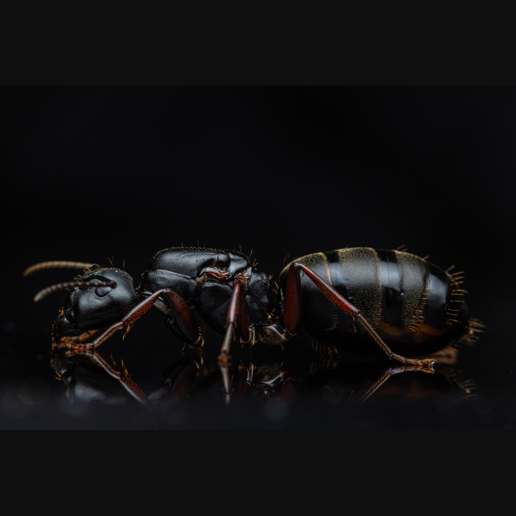 A Camponotus modoc queen.