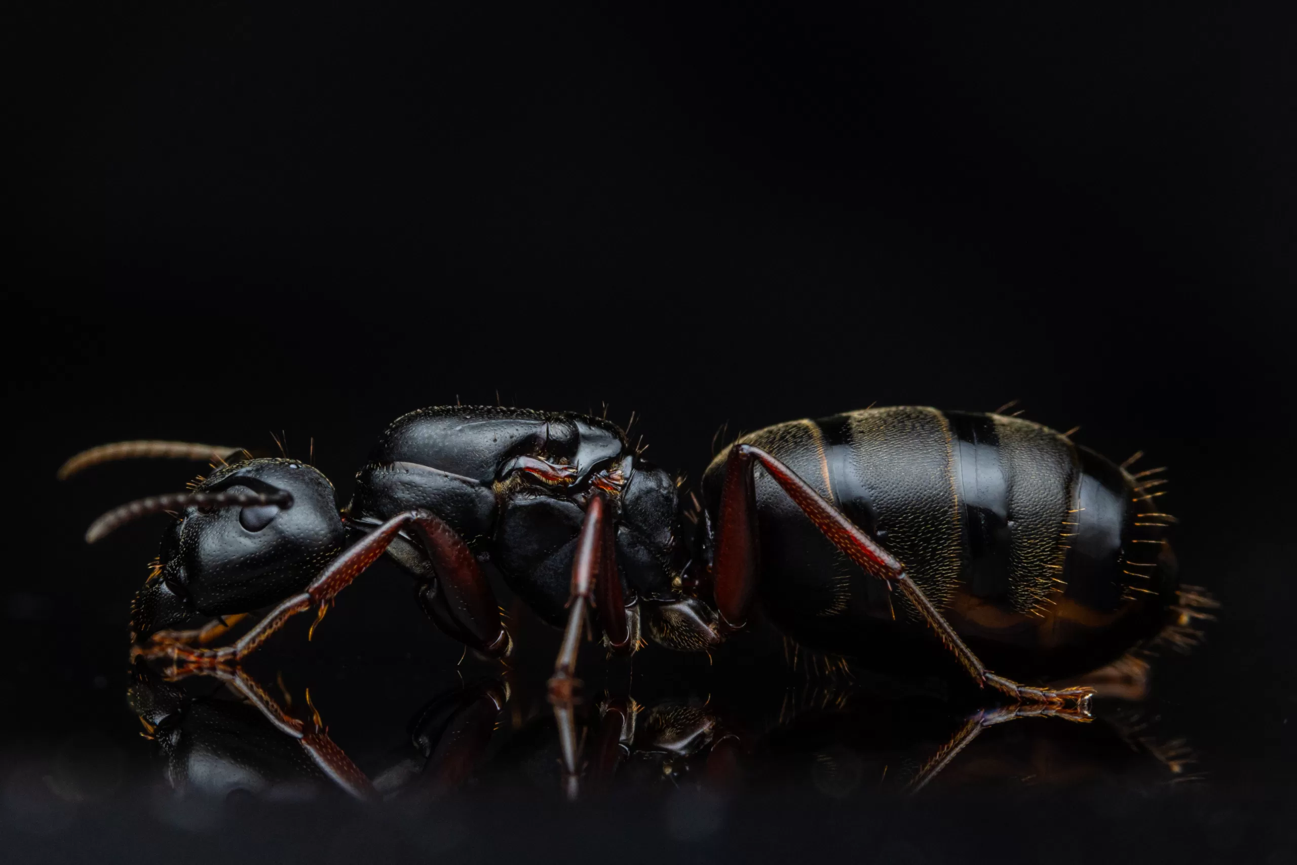 A Camponotus modoc queen.