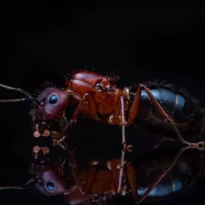 A Camponotus floridanus queen holds her eggs.