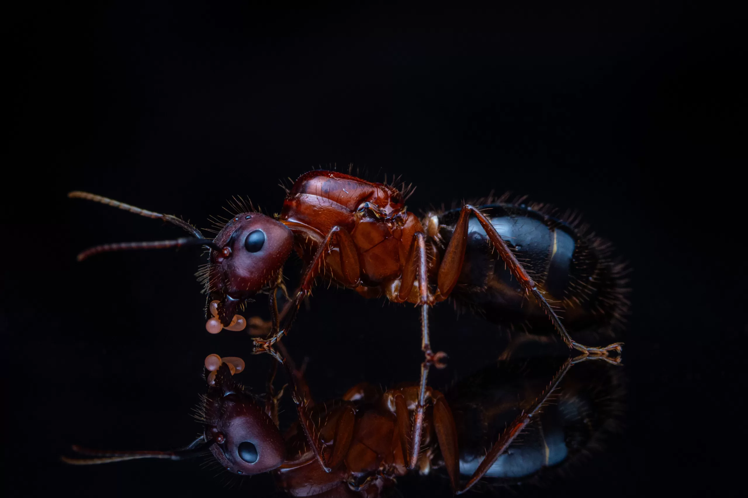 A Camponotus floridanus queen holds her eggs.