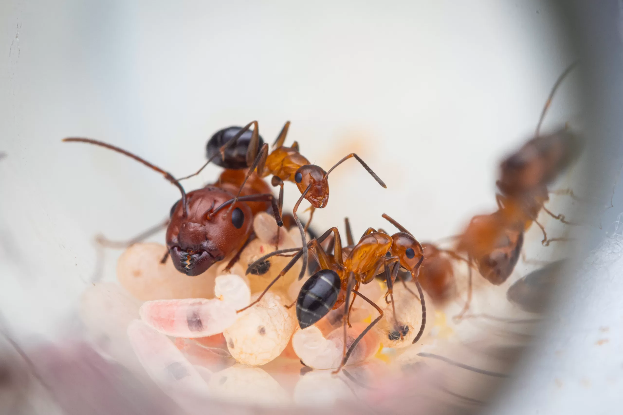 A young colony of Camponotus decipiens.