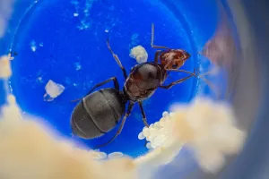 A Myrmecocystus mimicus queen.