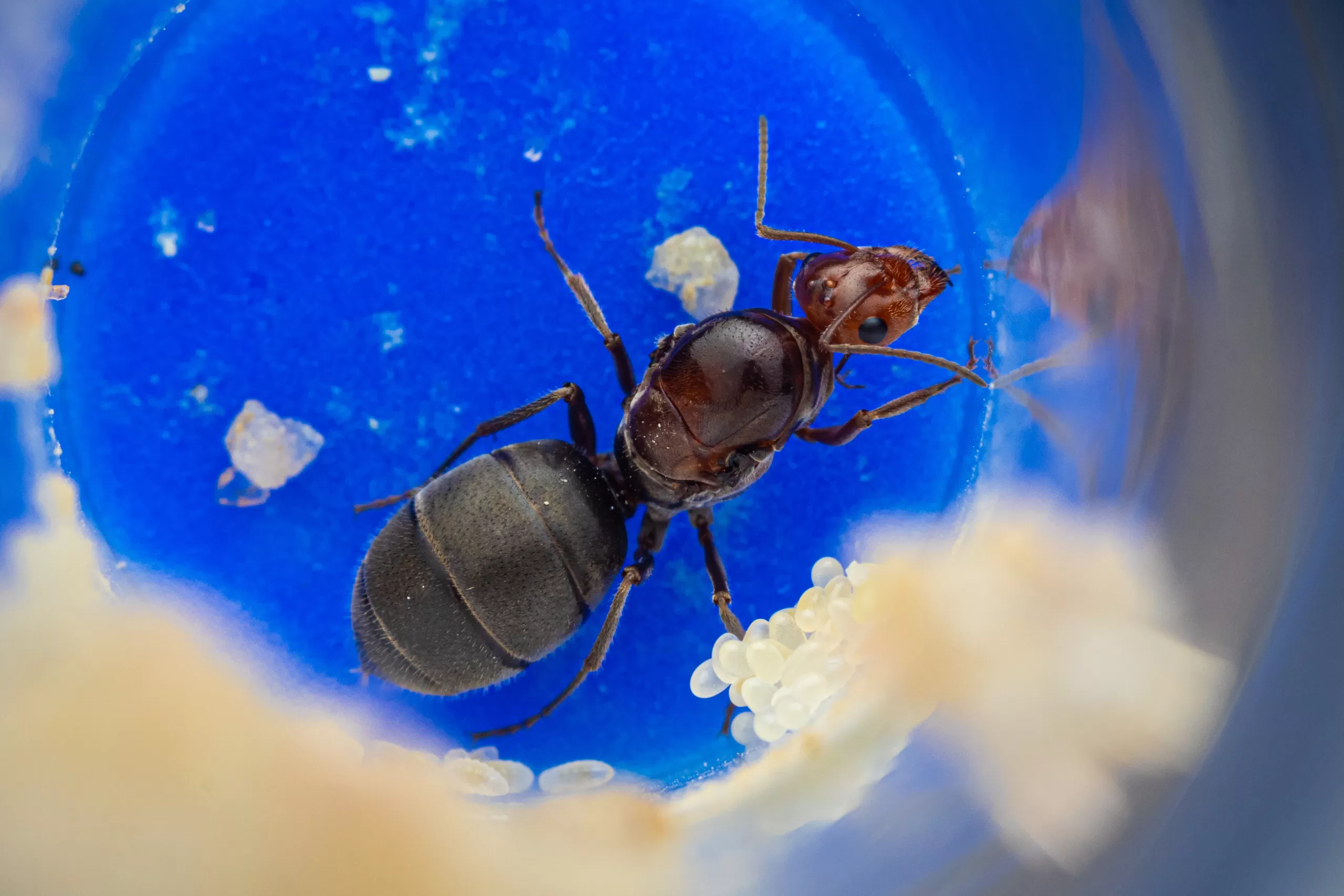 A Myrmecocystus mimicus queen.