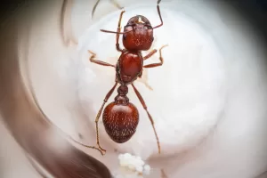 A Pogonomyrmex barbatus queen.