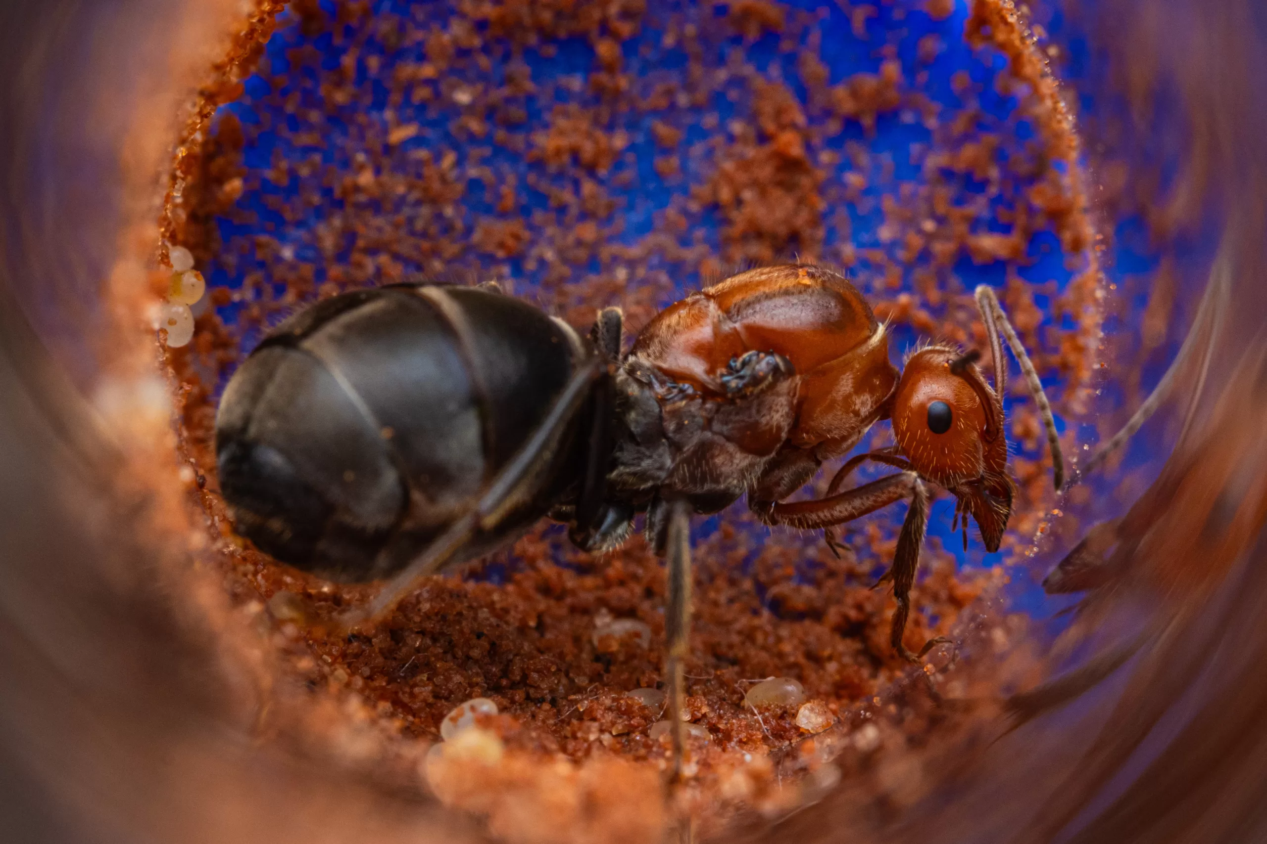 A Myrmecocystus mendax queen.