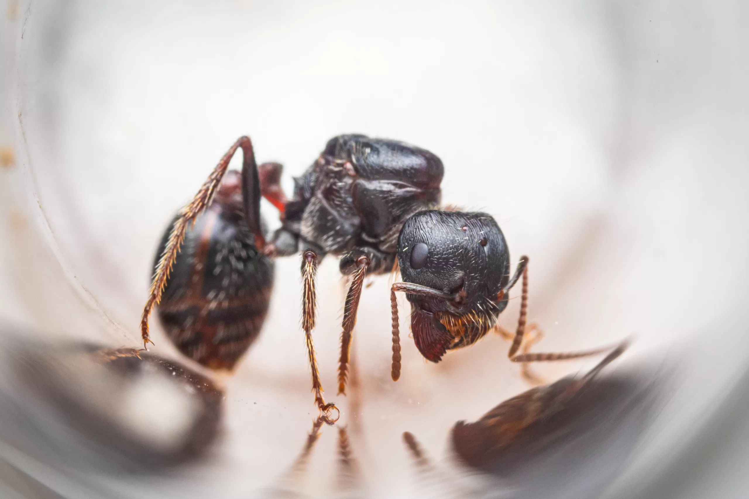 A Pogonomyrmex rugosus queen.