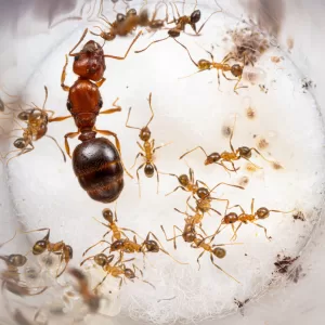 Pheidole dentata