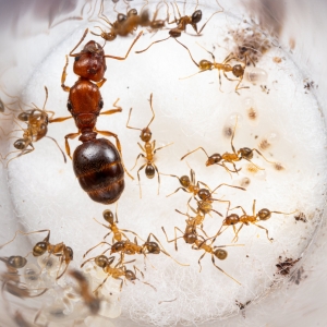 Pheidole dentata