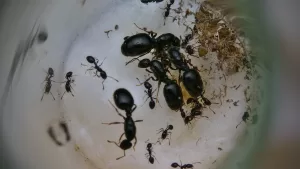 A young colony of Monomorium minimum.