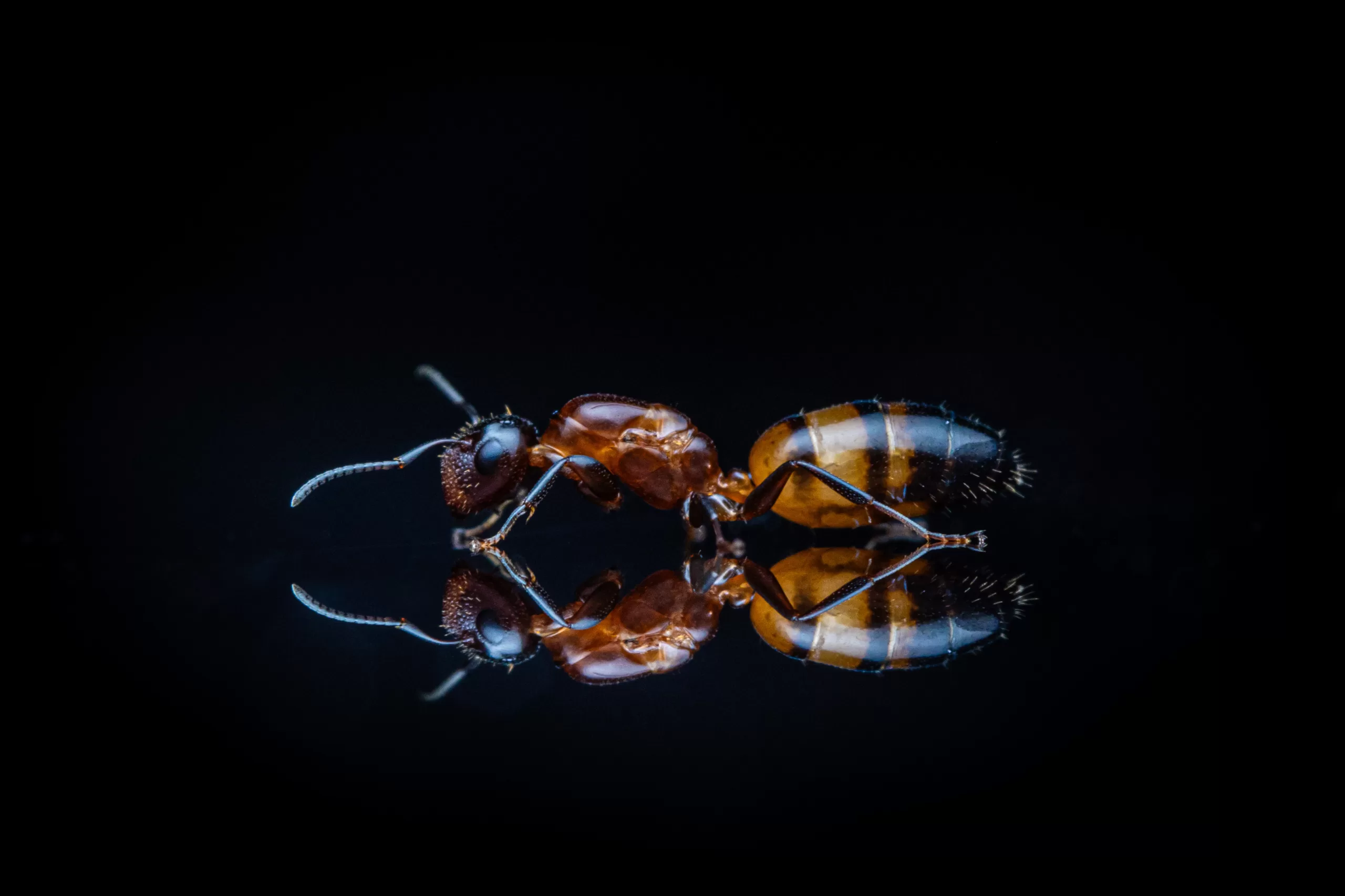 A Colobopsis impressa queen.