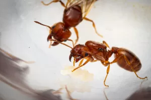 Two Pheidole dentata queens.