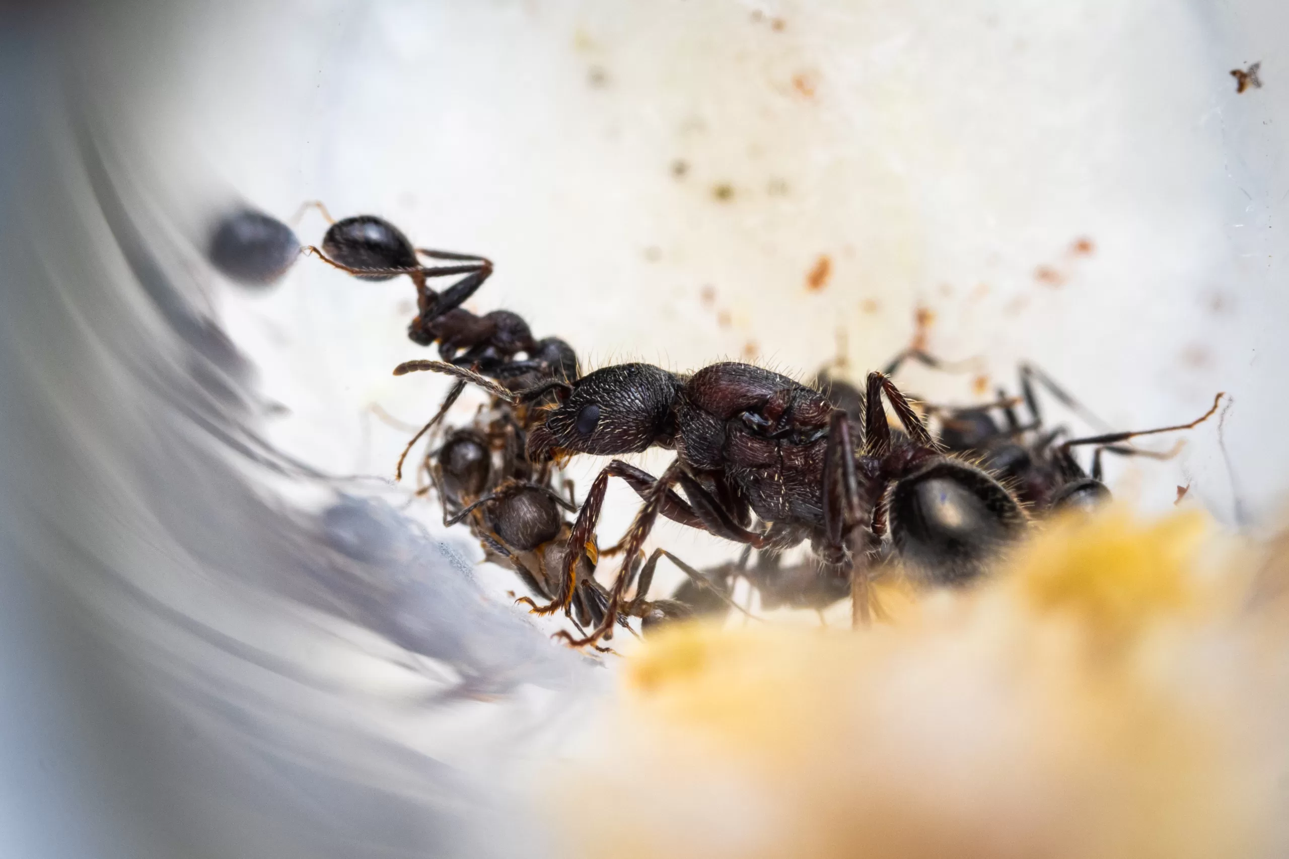 A young colony of Veromessor andrei.