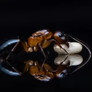 A Camponotus pudorosus queen carries a pupa.