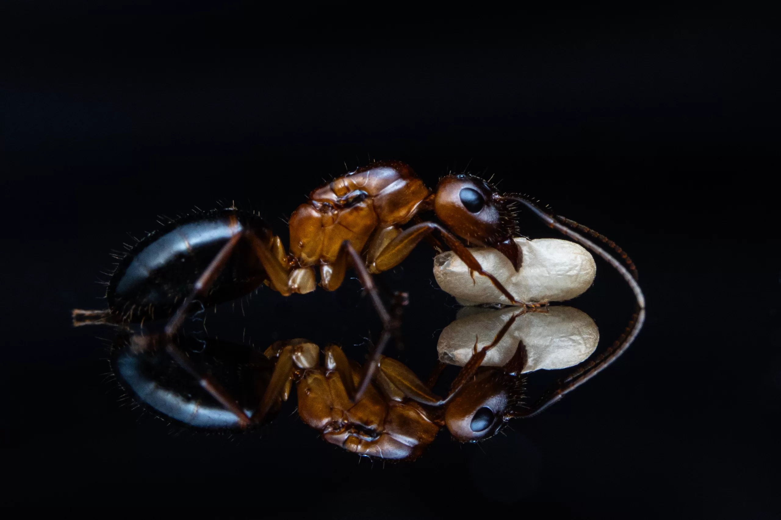 A Camponotus pudorosus queen carries a pupa.