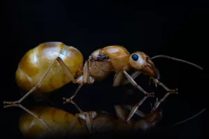 A Myrmecocystus mexicanus queen.