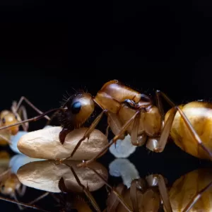 A Camponotus festinatus queen and worker.