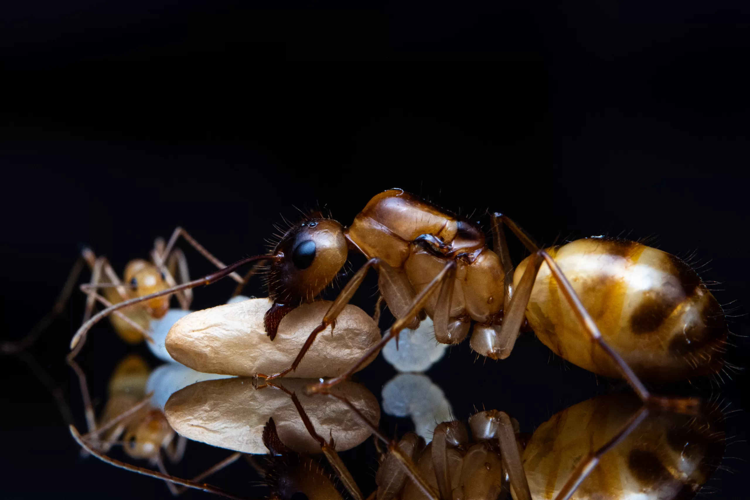 A Camponotus festinatus queen and worker.