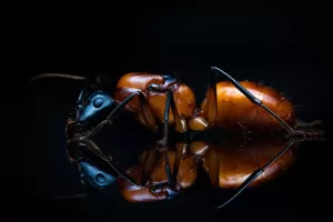 A Camponotus ocreatus queen.