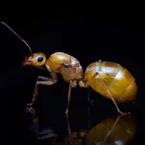 A Myrmecocystus navajo queen.