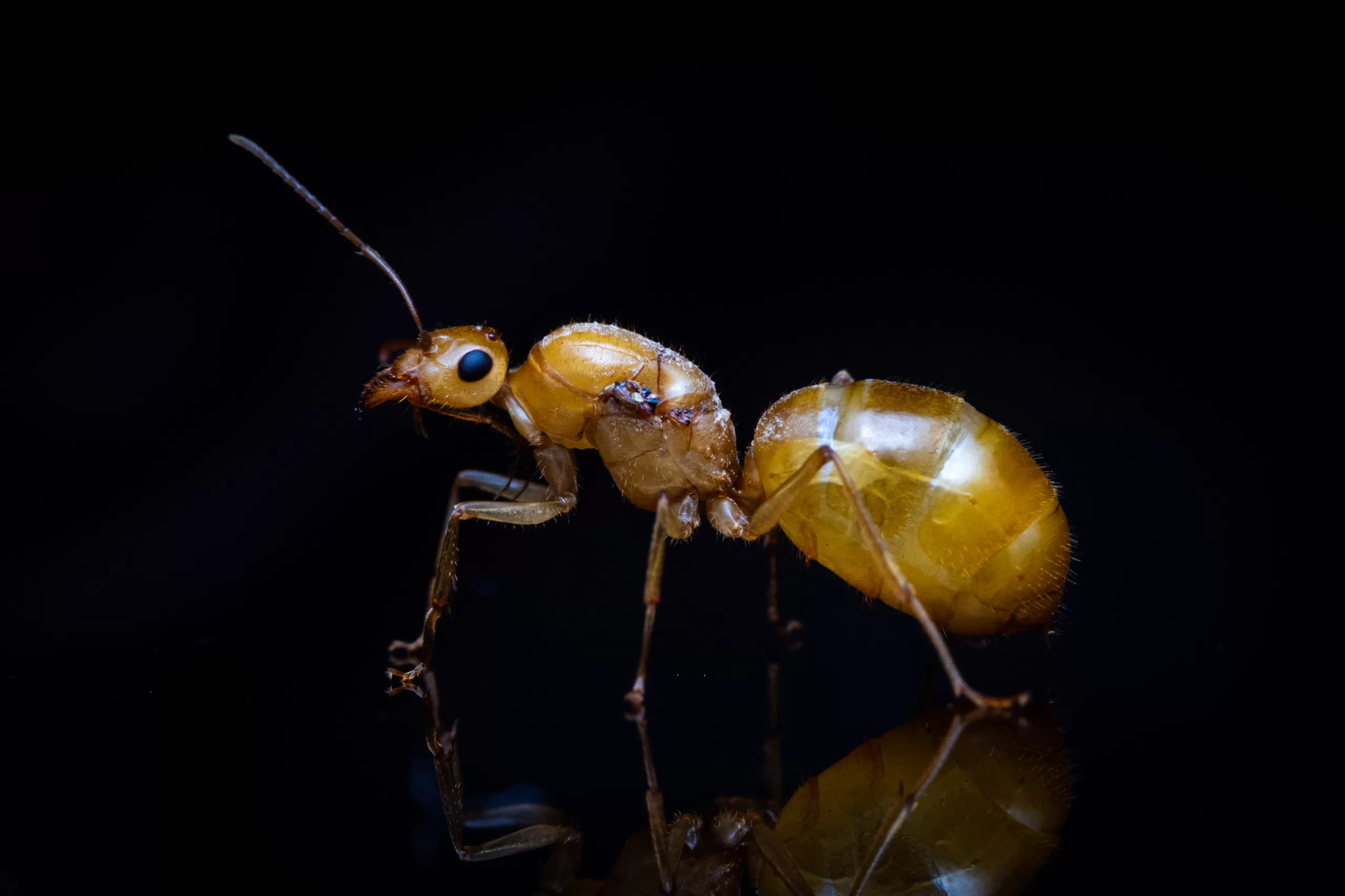 A Myrmecocystus navajo queen.