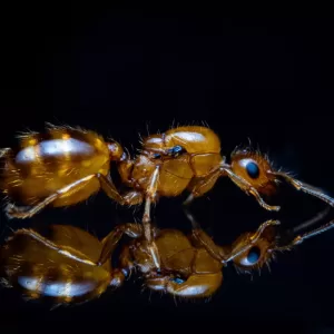 A Crematogaster missouriensis queen.