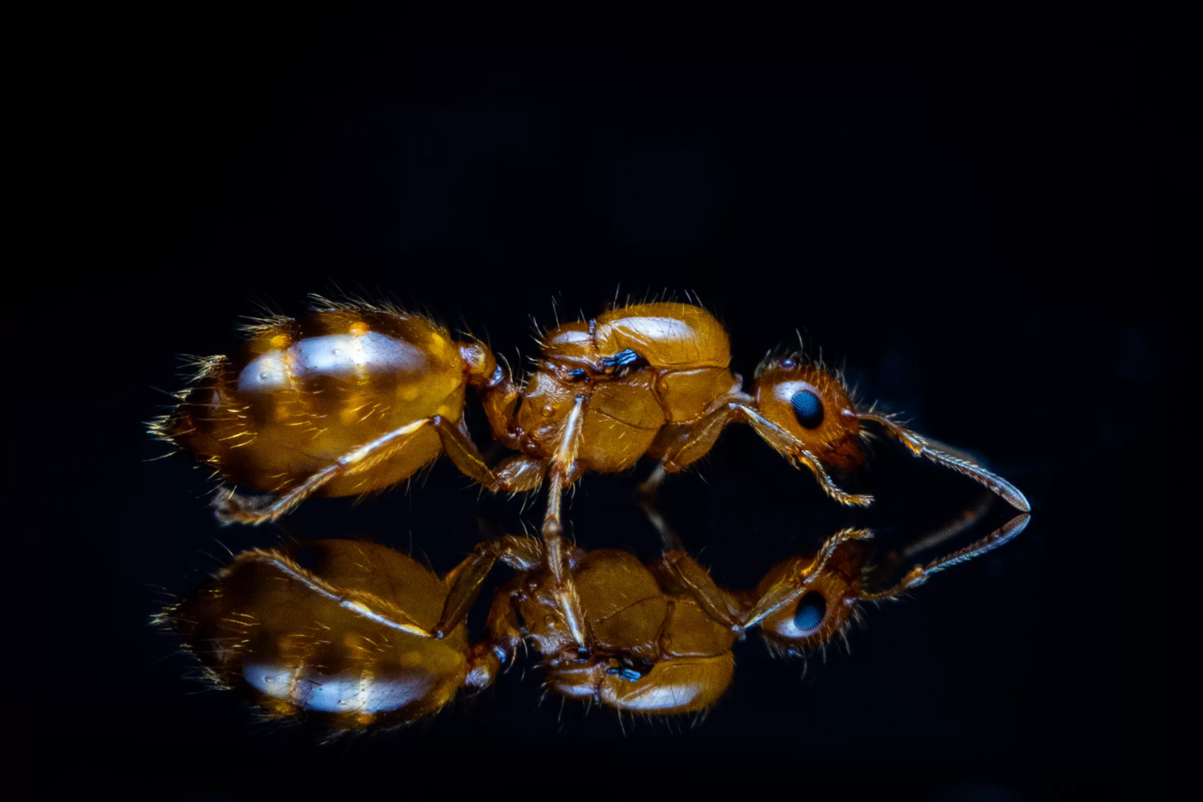 A Crematogaster missouriensis queen.