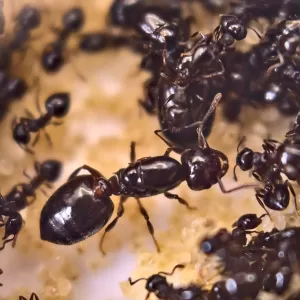 A Crematogaster lineolata queen.