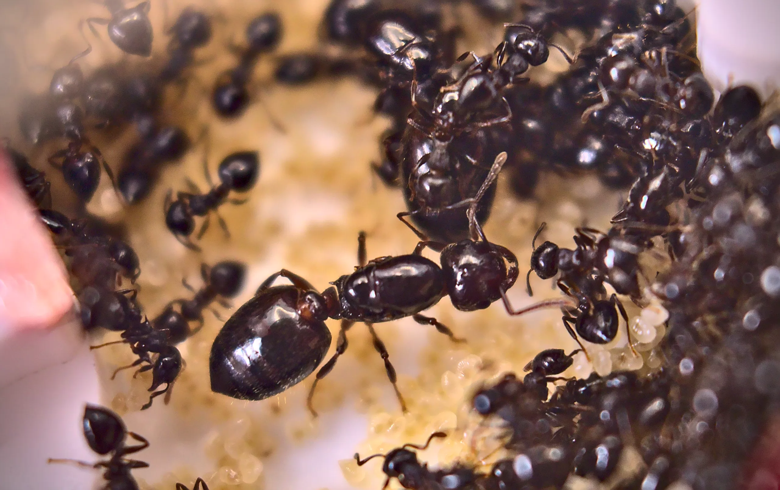 A Crematogaster lineolata queen.