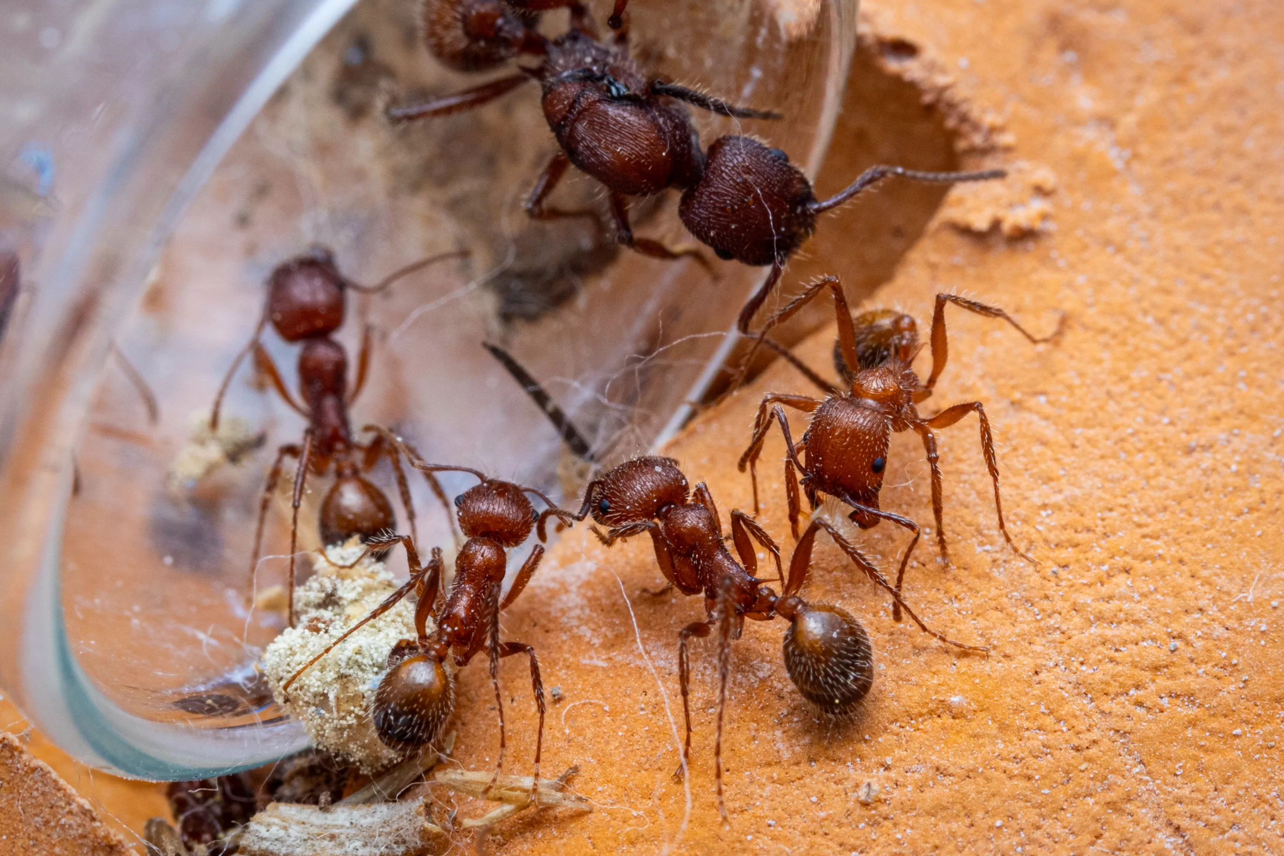 A Veromessor andrei "castanea" colony.