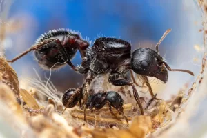 A Pogonomyrmex rugosus colony.