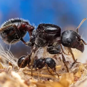 A Pogonomyrmex rugosus colony.