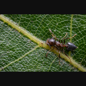 A Crematogaster cerasi worker.