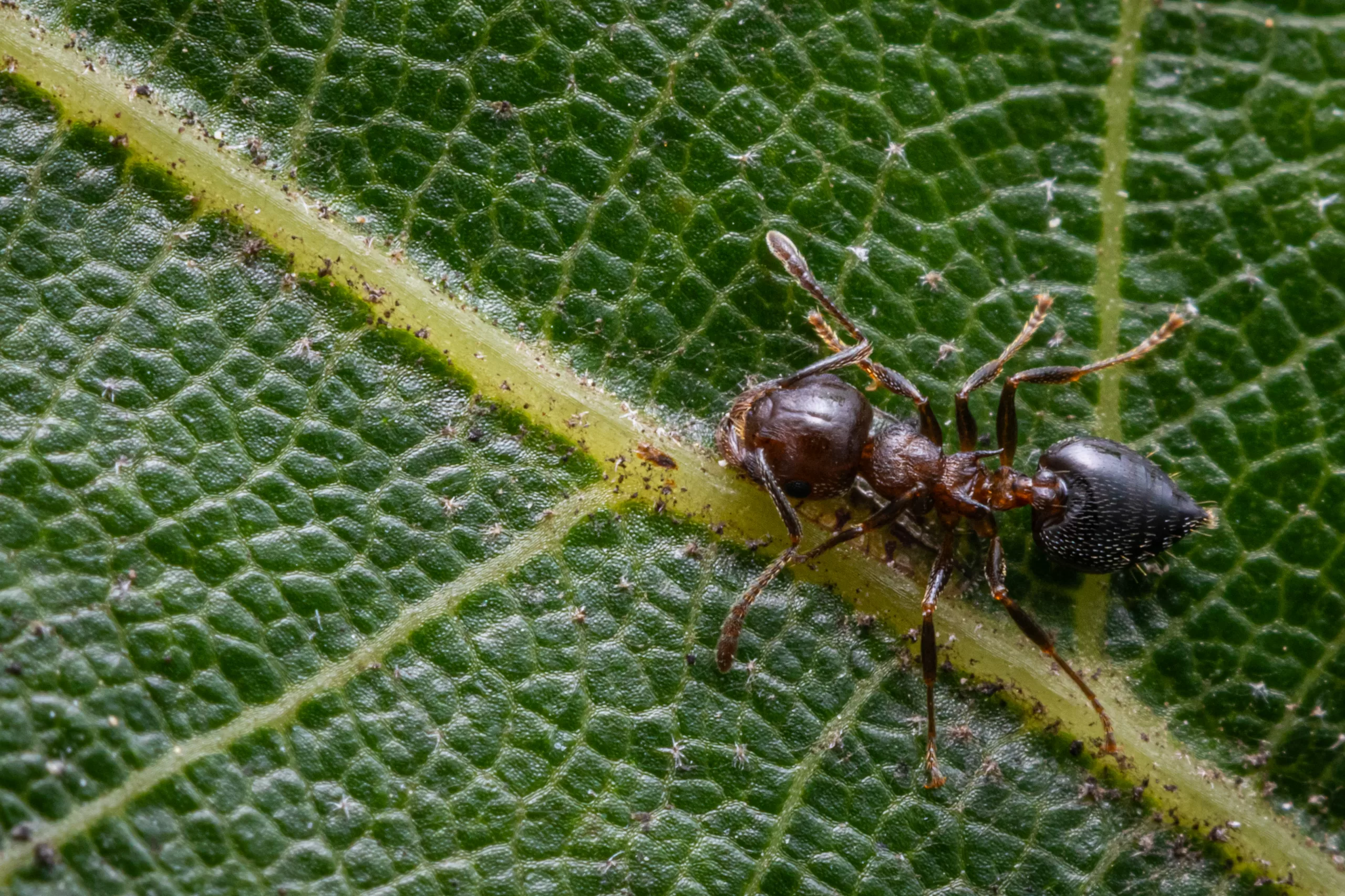 A Crematogaster cerasi worker.